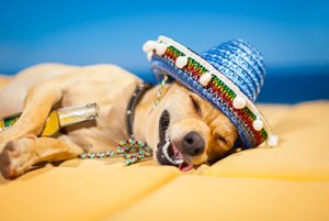 cinco dog